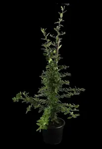 Pyracantha cocc. 'Red Column' - C2, single cane (60 cm) - image 1
