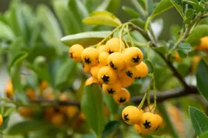 Pyracantha cocc. 'Sunny Star'