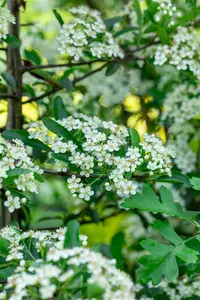 Pyracantha 'Dart's Red' - 2 Ltr pot - image 2