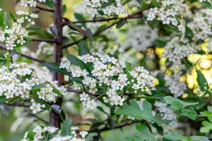 Pyracantha 'Dart's Red'