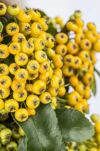 Pyracantha 'Golden Charmer' - 175-200 CM C7.5