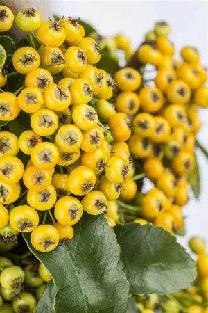 Pyracantha 'Golden Charmer' - 40-50 CM C2