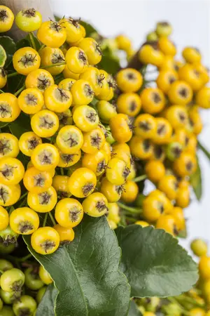 Pyracantha 'Golden Charmer' - 80-100 CM C2 CANED