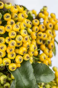 Pyracantha 'Golden Charmer' - 80-100 CM C2 CANED
