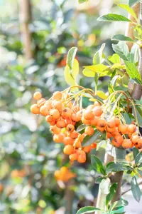 Pyracantha 'Orange Charmer' - 2 Ltr pot - image 3