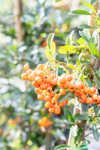 Pyracantha 'Orange Charmer' - 80-100 CM C2 CANED - image 3