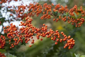 Pyracantha 'Orange Charmer'