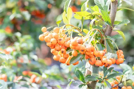 Pyracantha 'Orange Charmer' - 175-200 CM C5 + 5 CANES - image 2