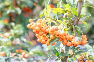 Pyracantha 'Orange Charmer' - 125-150 CM C2 - image 2