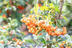 Pyracantha 'Orange Charmer' - 80-100 CM C2 CANED - image 2