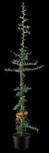Pyracantha 'Orange Charmer' - 175-200 CM C5 + 5 CANES - image 4