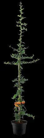 Pyracantha 'Orange Charmer' - 125-150 CM C2 - image 4