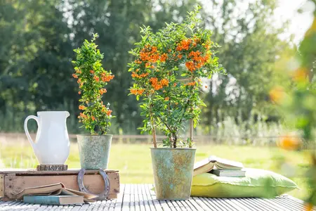 Pyracantha 'Orange Glow' - 40-50 CM C2