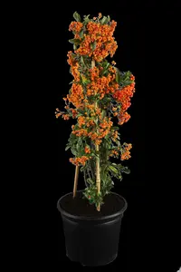 PYRACANTHA RED COLUMN 2L - image 2