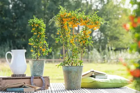 Pyracantha 'Saphyr Jaune'? - 200-250 CM C20 3 CANE