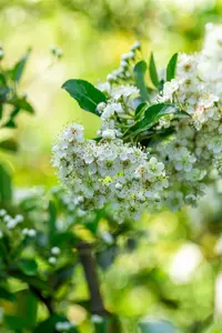 Pyracantha 'Soleil d'Or' - 80-100 CM C3 - image 4