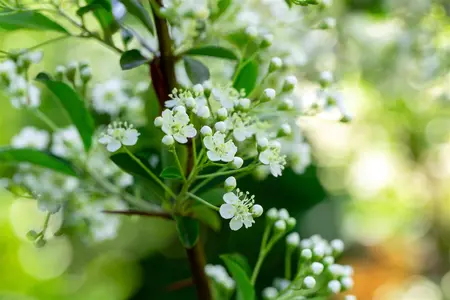 Pyracantha 'Soleil d'Or' - 80-100 CM C3 - image 2