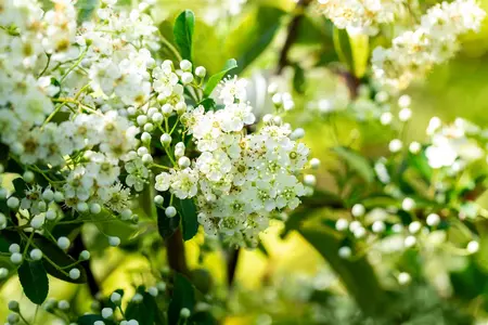 Pyracantha 'Soleil d'Or' - 80-100 CM C3 - image 3