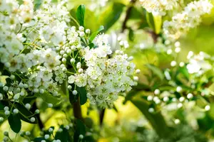 Pyracantha 'Soleil d'Or' - 80-100 CM C3 - image 3