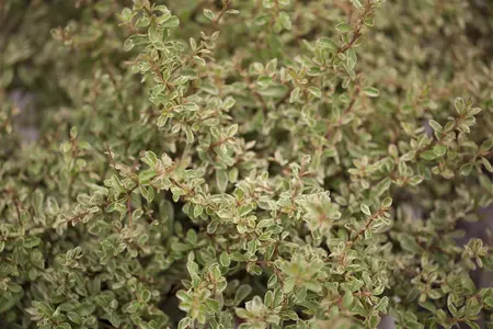 Pyracantha 'Sparkler' - 40-50 CM C3