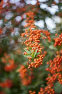 Pyracantha 'Teton' - 40-50 CM C3 - image 2