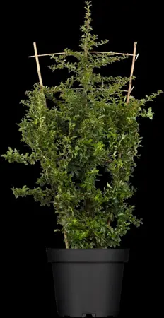 Pyracantha 'Teton' - 2.5 Ltr pot - image 1
