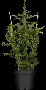 Pyracantha 'Teton' - 30-40 CM C2 - image 1