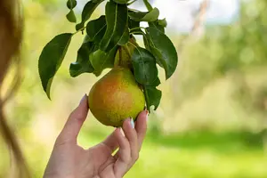 Pyrus c. 'Bella' - 1/2 STEM, GIRTH 14-16 CM C70 - image 4