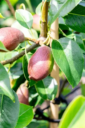 Pyrus c. 'Benita' - 1/2 STEM, GIRTH 10-12 CM C25 - image 2