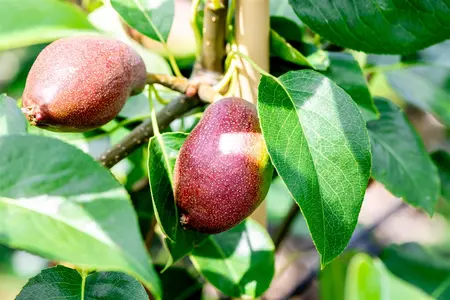 Pyrus c. 'Benita' - 1/2 STEM, GIRTH 10-12 CM C25 - image 3