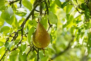 Pyrus c. 'Beurr? Hardepont'