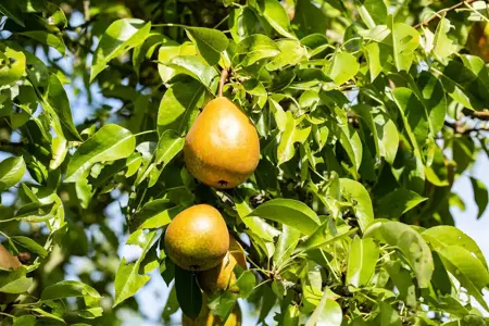 Pyrus c. 'Beurr? Hardepont' - C5 - BUSH - image 2