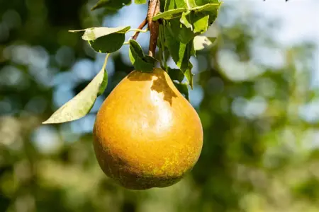 Pyrus c. 'Beurr? Hardepont' - C5 - BUSH - image 3