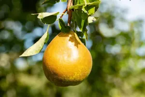 Pyrus c. 'Beurr? Hardepont' - C5 - BUSH - image 3