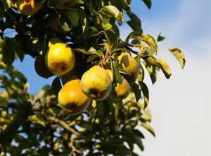 Pyrus c. 'Beurr? Hardy' - U-SHAPE C25 - image 2