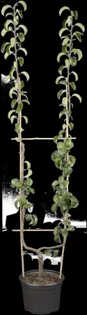 Pyrus c. 'Beurr? Hardy' - U-SHAPE C25 - image 1
