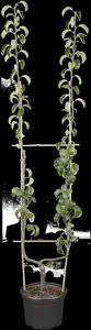Pyrus c. 'Beurr? Hardy' - 1/2 STEM GIRTH 14-16 CM C35 - image 1