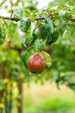 Pyrus c. 'Bonne Louise d'Avranches' - 1/2 STEM, GIRTH 10-12 CM C25 - image 5
