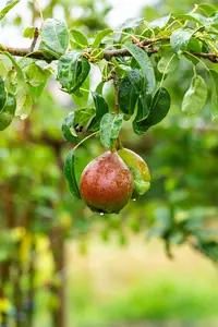Pyrus c. 'Bonne Louise d'Avranches' - 1/2 STEM, GIRTH 10-12 CM C25 - image 5
