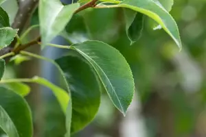 Pyrus c. 'Bonne Louise d'Avranches' - 1/2 STDS C10 - image 3