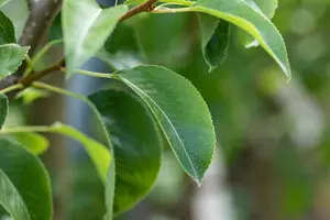 Pyrus c. 'Bonne Louise d'Avranches' - 1/2 STDS C7.5 - image 3