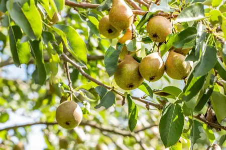 Pyrus c. 'Bonne Louise d'Avranches' - DOUBLE U-SHAPE C30 - image 2
