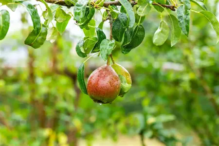 Pyrus c. 'Bonne Louise d'Avranches' - DOUBLE U-SHAPE C30 - image 5