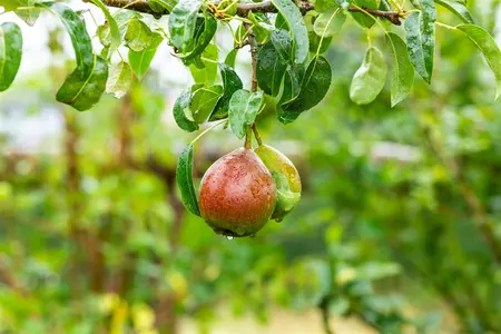 Pyrus c. 'Bonne Louise d'Avranches' - STD 20-25 CM CONT    - image 5