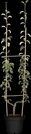 Pyrus c. 'Bonne Louise d'Avranches' - DOUBLE U-SHAPE C30 - image 1