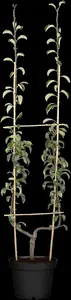 Pyrus c. 'Bonne Louise d'Avranches' - STDS 6-8 CM CONT - image 5