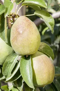 Pyrus c. 'Charneux' - STD 14-16 CM CONT - image 5