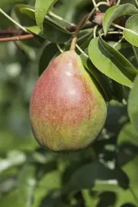 Pyrus c. 'Clapp's Favourite'