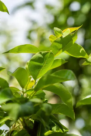 Pyrus c. 'Clapp's Favourite' - STDS 6-8 CM CONT - image 5