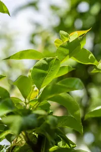 Pyrus c. 'Clapp's Favourite' - STDS 6-8 CM CONT - image 5